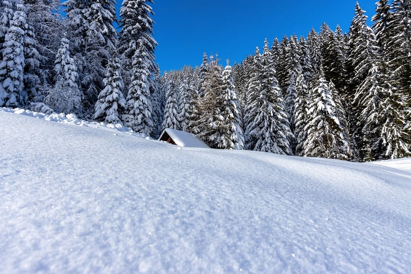 Tranquil Forest Retreats